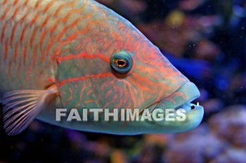 orange fish, orange, fish, aquarium, maui ocean center, maui, hawaii., oranges, Fishes, aquariums