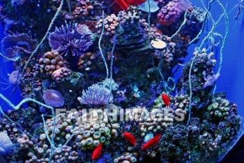 coral reef, reef, aquarium, fish, Coral, maui ocean center, maui, hawaii., reefs, aquariums, Fishes