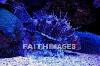 green lionfish, green, lionfish, fish, aquarium, maui ocean center, maui, hawaii., greens, Fishes, aquariums