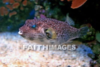 multi-colored fish, fish, aquarium, maui ocean center, maui, hawaii, Fishes, aquariums