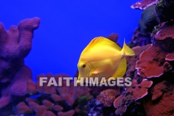 yellow tang, fish, yellow fish, yellow, maui ocean center, maui, hawaii, Fishes, yellows