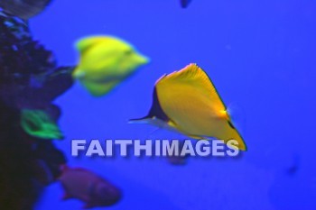 yellow tang, fish, yellow fish, yellow, maui ocean center, maui, hawaii, Fishes, yellows