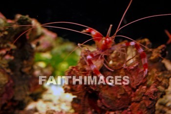 shrimp, maui ocean center, maui, hawaii, shrimps