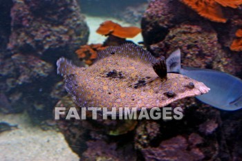 multi-colored fish, aquarium, fish, maui ocean center, maui, hawaii., aquariums, Fishes