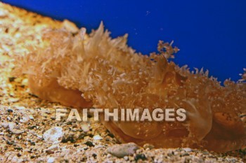 jellyfish, maui ocean center, maui, hawaii., jellyfishes