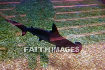 shark, maui ocean center, maui, hawaii, sharks