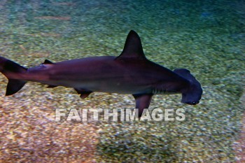 shark, maui ocean center, maui, hawaii, sharks