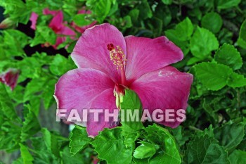 red hibiscus, red flower, red, flower, maui ocean center, maui, hawaii., flowers