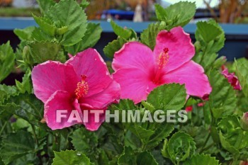 red hibiscus, red flower, red, flower, maui ocean center, maui, hawaii., flowers