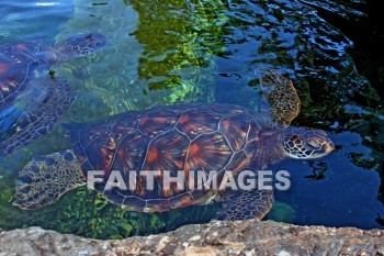 sea turtle, maui ocean center, maui, hawaii