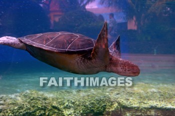 sea turtle, maui ocean center, maui, hawaii