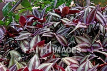 aquatic plant, maui ocean center, maui, hawaii.