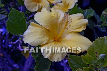 yellow hibiscus, yellow flowers, yellow, flower, hibiscus, maui ocean center, maui, hawaii., yellows, flowers