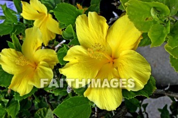 yellow hibiscus, yellow flowers, yellow, flower, hibiscus, maui ocean center, maui, hawaii., yellows, flowers