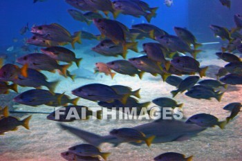 manta ray, stingray, school of fish, fish, aquarium, maui ocean center, maui, hawaii, Fishes, aquariums