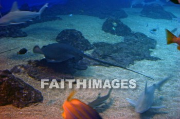 manta ray, stingray, school of fish, fish, aquarium, maui ocean center, maui, hawaii, Fishes, aquariums