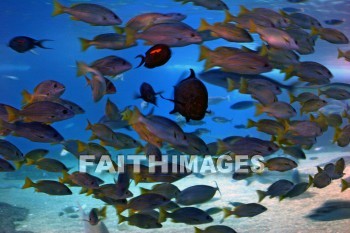 school of fish, fish, aquarium, maui ocean center, maui, hawaii, Fishes, aquariums
