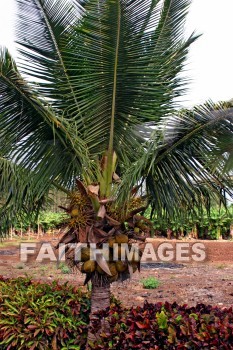 coconut palm tree, tree, coconut, maui tropical plantation, maui, hawaii, trees, coconuts