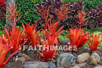 maui tropical plantation, maui, hawaii