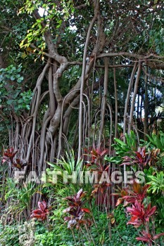 maui tropical plantation, maui, hawaii