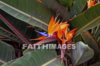 maui tropical plantation, maui, hawaii