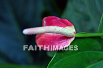 red anthurium, red flowers, red, flower, maui tropical plantation, maui, hawaii, flowers