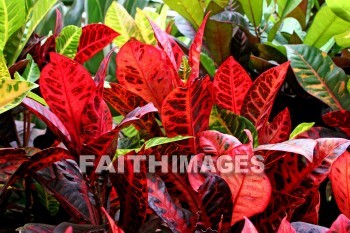 red, red leaves, leaf, maui tropical plantation, maui, hawaii, leaves