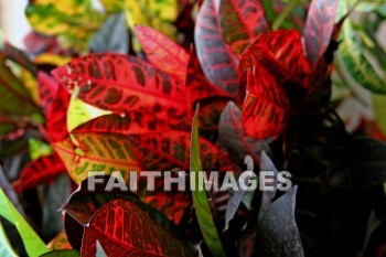 red, red leaves, leaf, maui tropical plantation, maui, hawaii, leaves