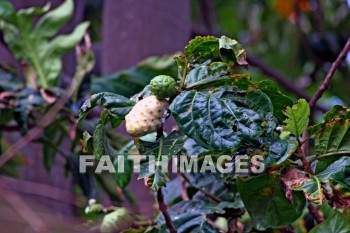 noni, noni tree, fruit, indian mulberry, maui tropical plantation, maui, hawaii, fruits