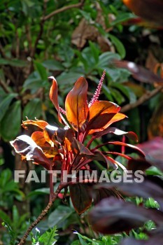 maui tropical plantation, maui, hawaii