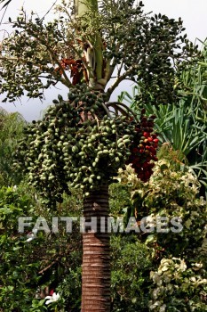 Date, date tree, maui tropical plantation, maui, hawaii, Dates