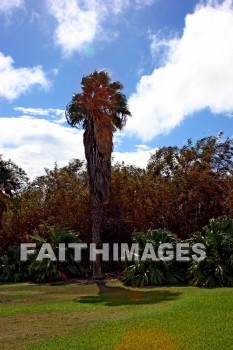 palm, palm tree, tree, maui tropical plantation, maui, hawaii, palms, trees