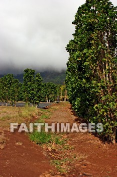 maui tropical plantation, maui, hawaii