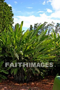 maui tropical plantation, maui, hawaii