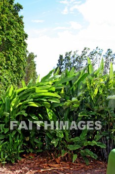 maui tropical plantation, maui, hawaii