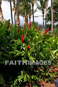 red, flower, red flowers, maui tropical plantation, maui, hawaii, flowers