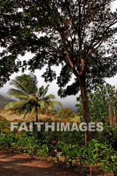 maui tropical plantation, maui, hawaii