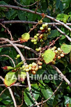 coffee, maui tropical plantation, maui, hawaii, coffees