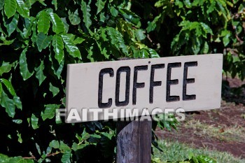 coffee, maui tropical plantation, maui, hawaii, coffees