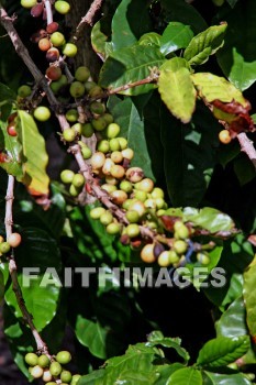 coffee, maui tropical plantation, maui, hawaii, coffees