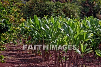 coffee, maui tropical plantation, maui, hawaii, coffees