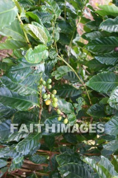 coffee, coffee plants, maui tropical plantation, maui, hawaii, coffees