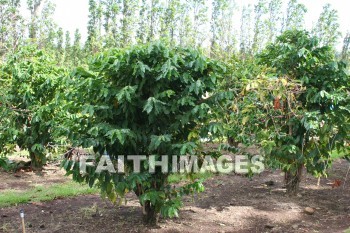 coffee, coffee plants, maui tropical plantation, maui, hawaii, coffees