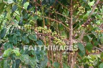 coffee, coffee plants, maui tropical plantation, maui, hawaii, coffees