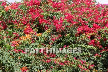 bougainvillea, red, red flowers, flower, maui tropical plantation, maui, hawaii, flowers