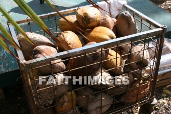 coconut, maui tropical plantation, maui, hawaii, coconuts