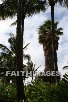 palm trees, palm, tree, maui tropical plantation, maui, hawaii, palms, trees