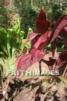 red, red leaves, leaf, maui tropical plantation, maui, hawaii, leaves