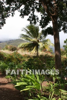 coconut, coconut palm, coconut palm tree, palm, tree, maui tropical plantation, maui, hawaii, coconuts, palms, trees