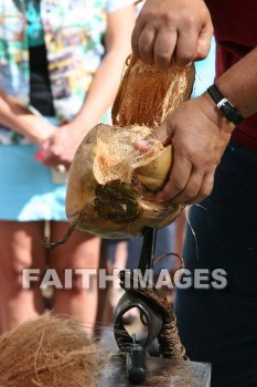 husking, husking a coconut, coconut, maui tropical plantation, maui, hawaii, coconuts